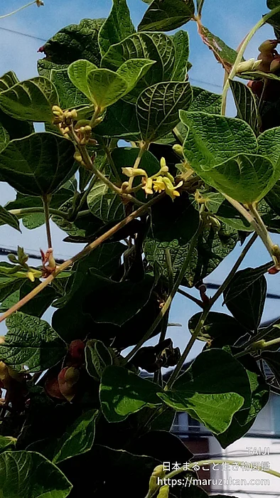 タンキリマメ（花）の写真