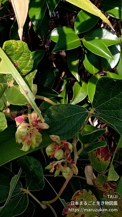 タンキリマメ（花）の写真
