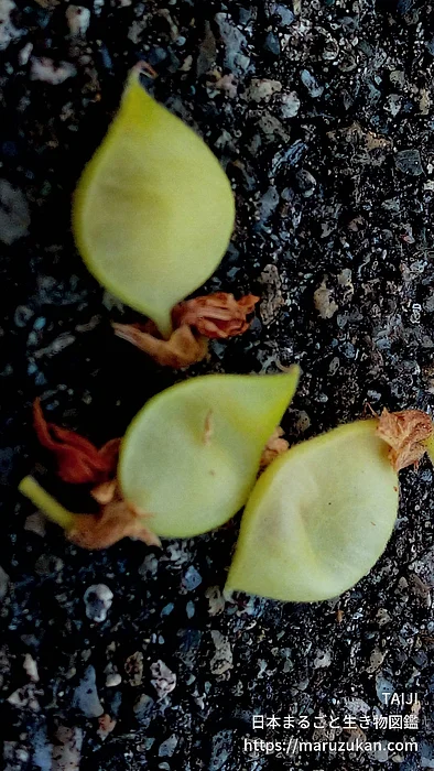 タンキリマメ（花）の写真