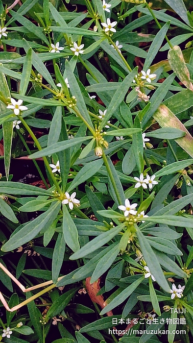 クルマバザクロソウ