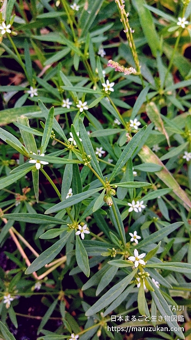 クルマバザクロソウ