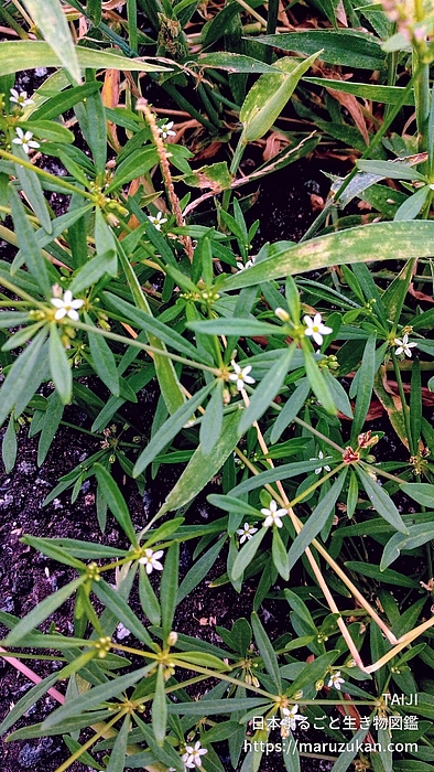 クルマバザクロソウ