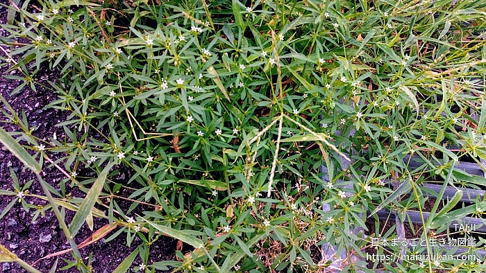 クルマバザクロソウ