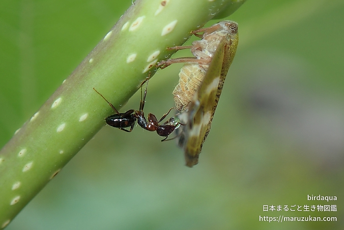 ウメマツオオアリ