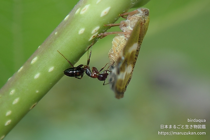 ウメマツオオアリ