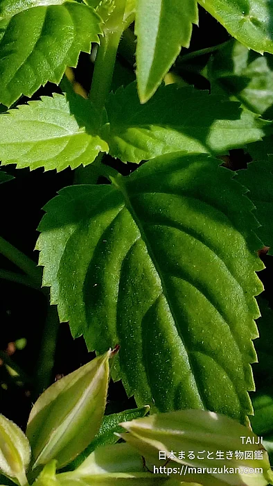 ハナウリクサ（花）の写真