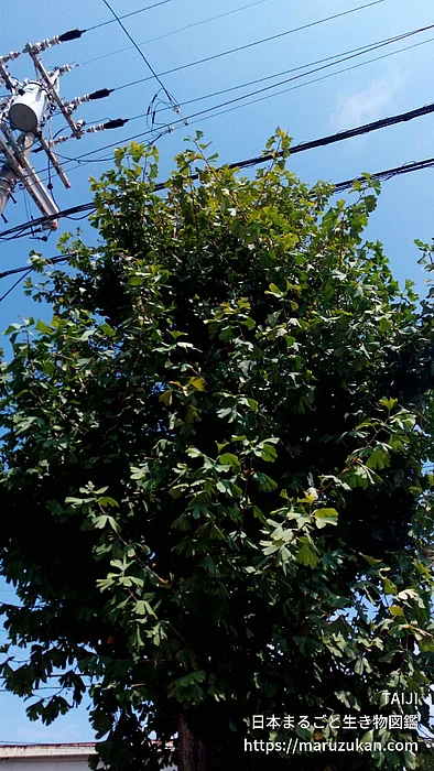 イチョウ（花・実以外）の写真