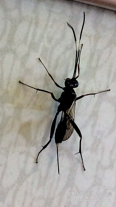 ヒメマルズヒメバチ