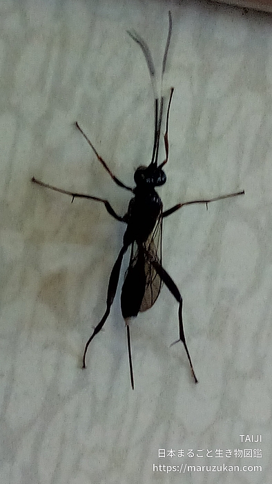 ヒメマルズヒメバチ