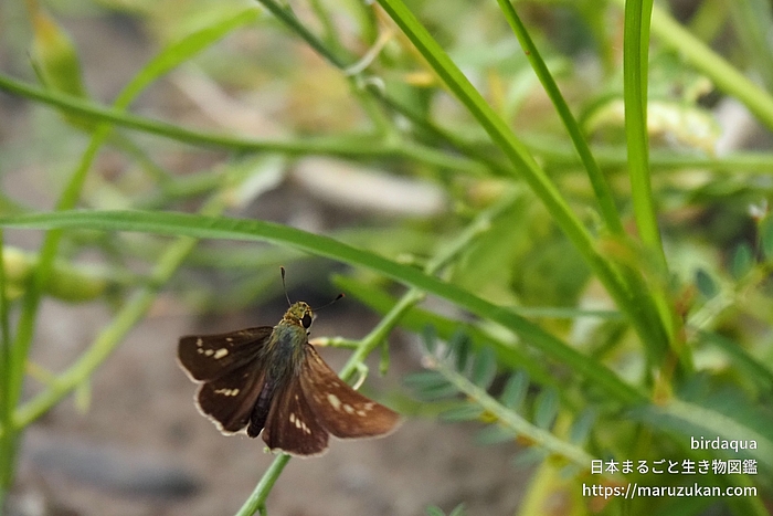 イチモンジセセリ