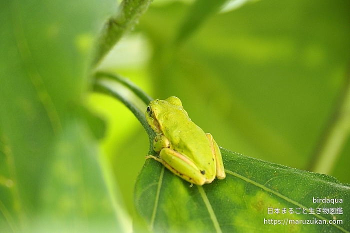 ニホンアマガエル
