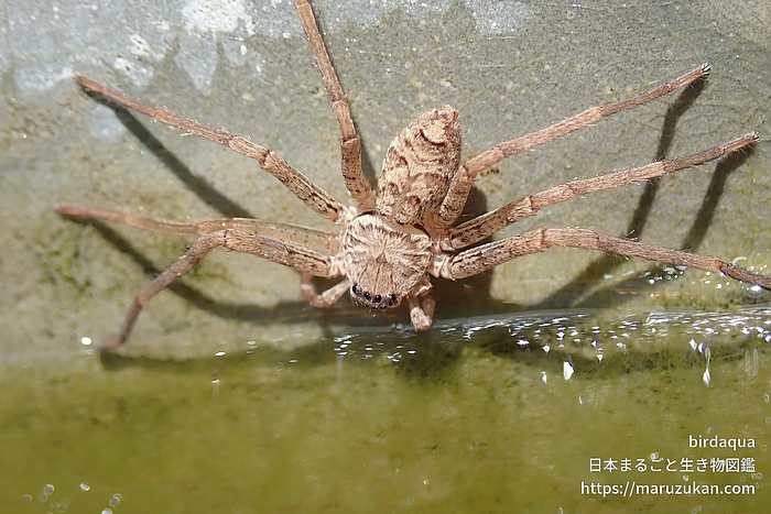 アシダカグモ