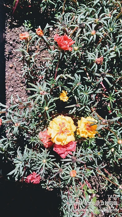マツバボタン（花）の写真