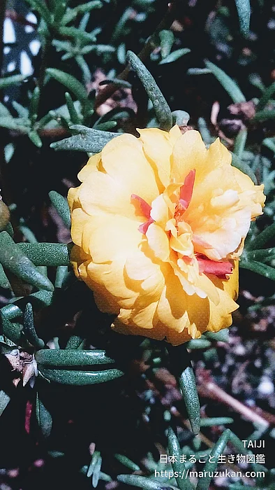 マツバボタン（花）の写真
