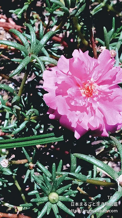 マツバボタン（花）の写真