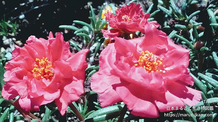 マツバボタン（花）の写真