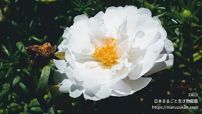 マツバボタン（花）の写真