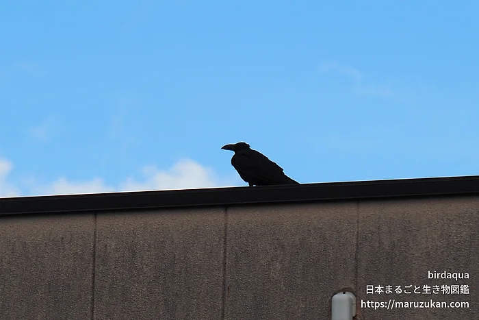 ハシブトガラス
