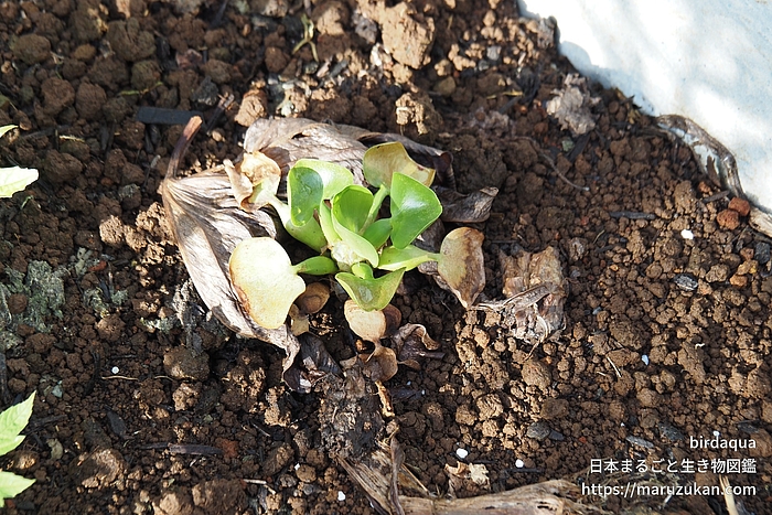 ホテイアオイ