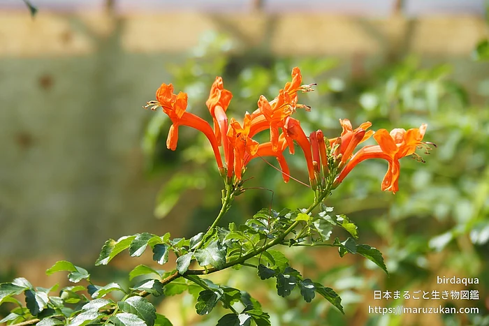 ヒメノウゼンカズラ（花）の写真