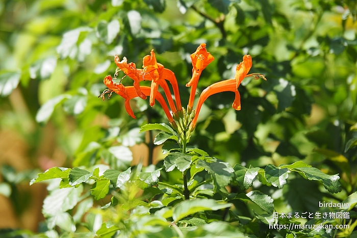 ヒメノウゼンカズラ