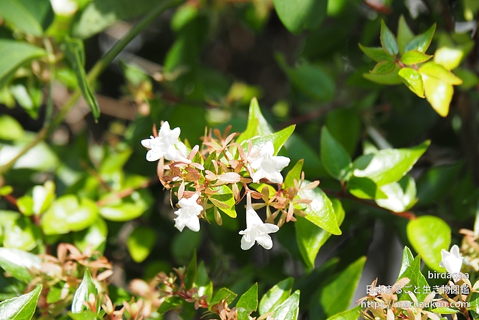 ハナゾノツクバネウツギ