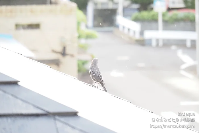 イソヒヨドリの写真