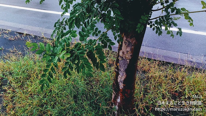 シマトリネコの写真