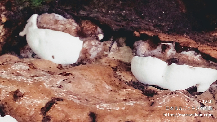 コフキサルノコシカケ