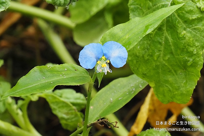 ツユクサ