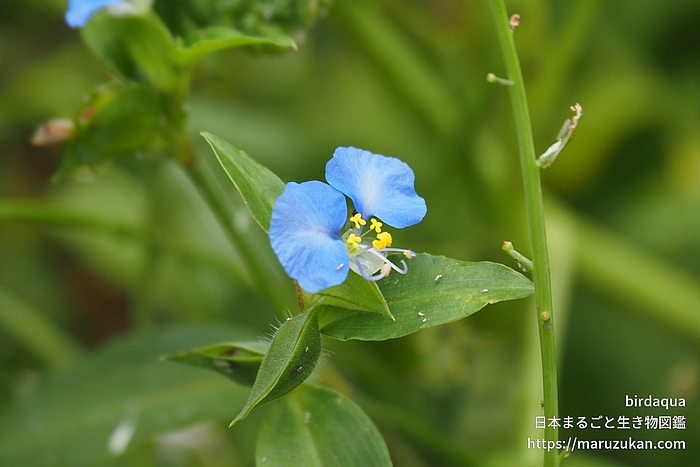ツユクサ