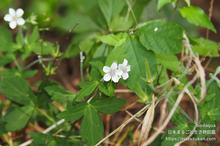ゲンノショウコ（花）の写真