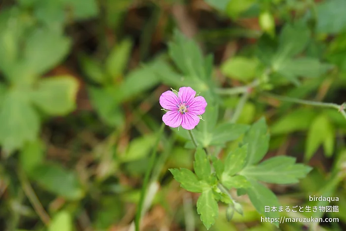 ゲンノショウコ（花）の写真