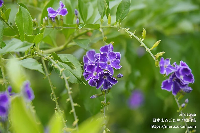 タイワンレンギョウ（花）の写真