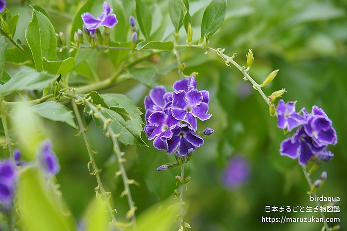 タイワンレンギョウ