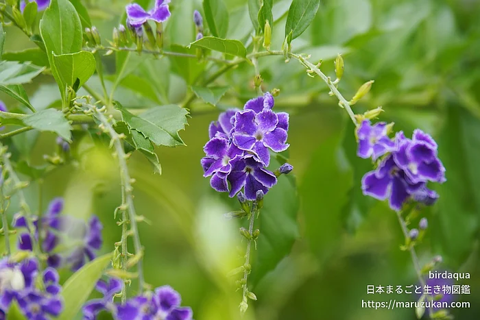 タイワンレンギョウ（花）の写真