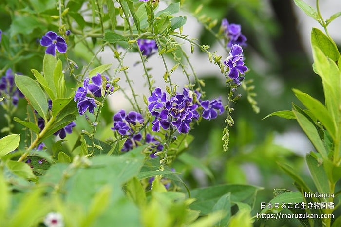 タイワンレンギョウ