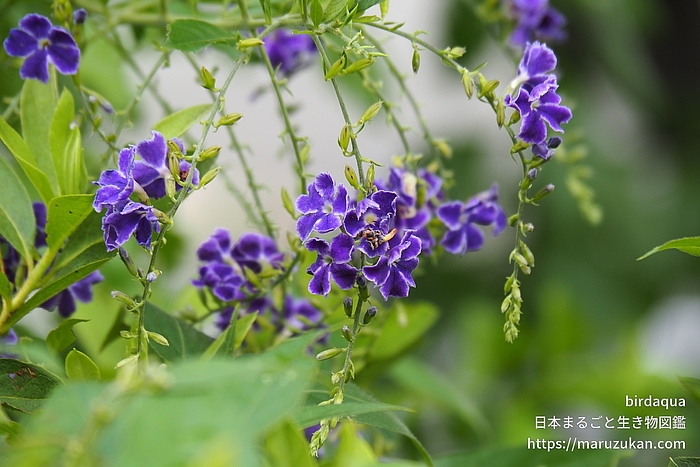 タイワンレンギョウ