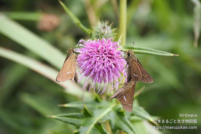 イチモンジセセリ