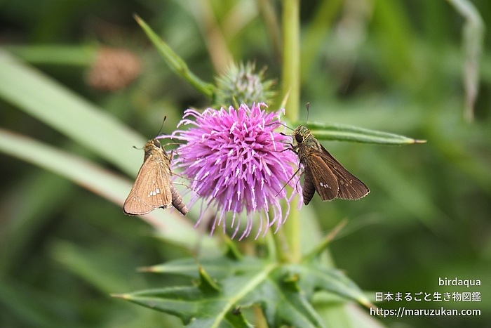 イチモンジセセリ