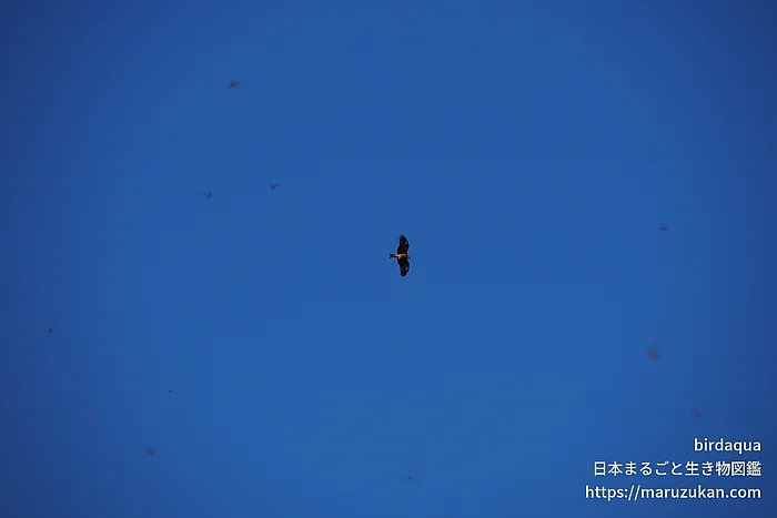 トビの写真