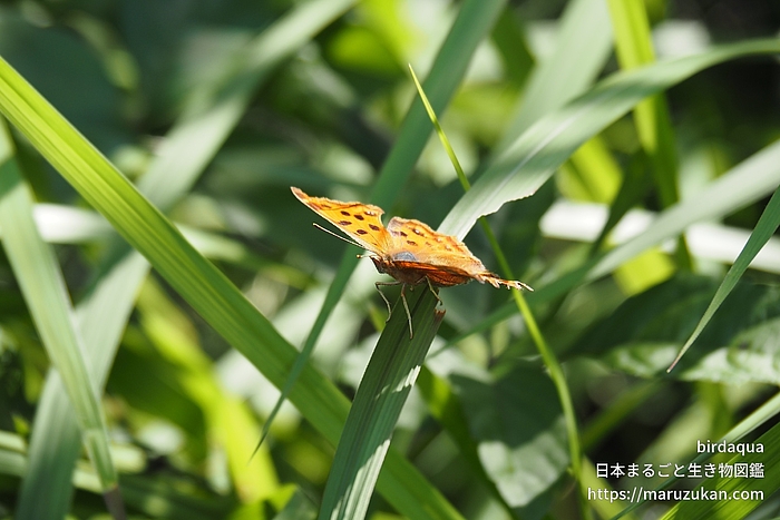 キタテハ