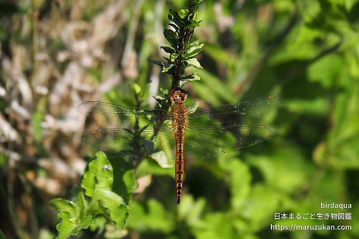 ウスバキトンボ
