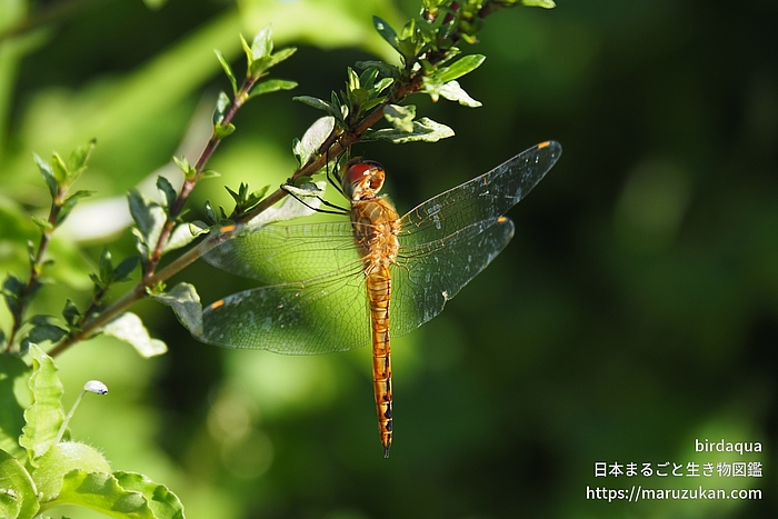 ウスバキトンボ
