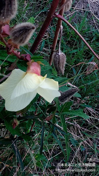 トロロアオイ（花）の写真