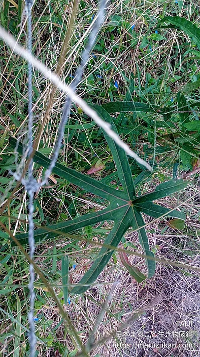 トロロアオイ（花）の写真