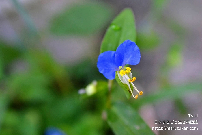 ツユクサ