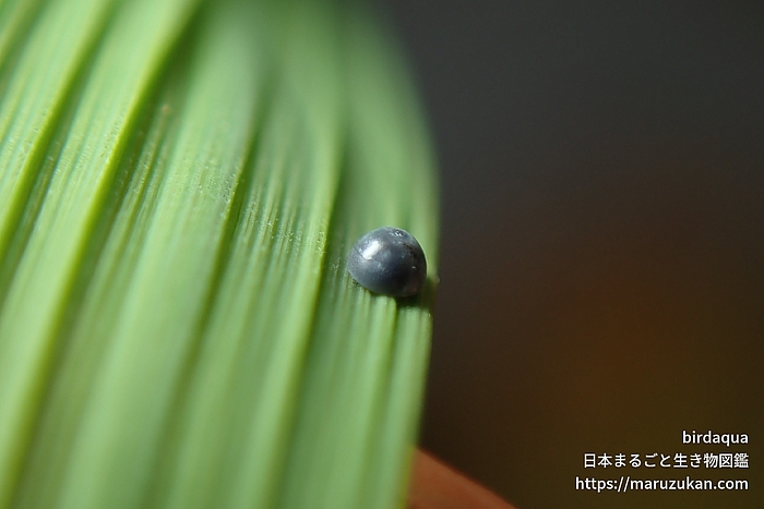 イチモンジセセリ