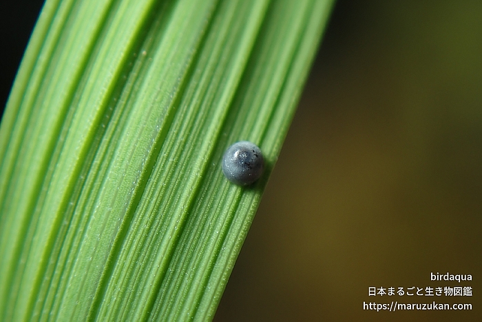 イチモンジセセリ