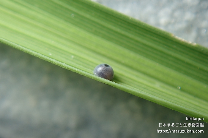 イチモンジセセリ